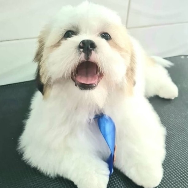 Foto do Teodoro - Cliente da Amor di cão
