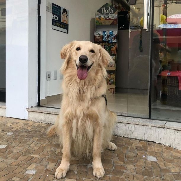 Foto do cão Gregório Golden - Cliente da Amor di cão